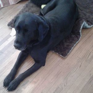 Meet your Posher, Susan